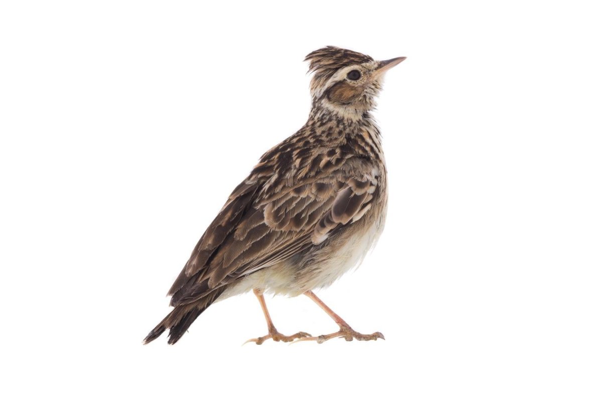 Полевой Жаворонок