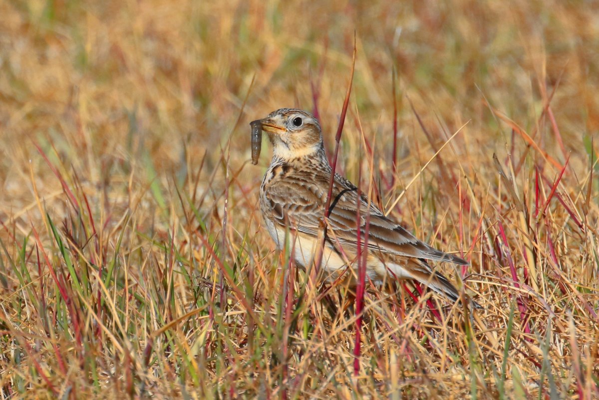Обыкновенный полевой Жаворонок