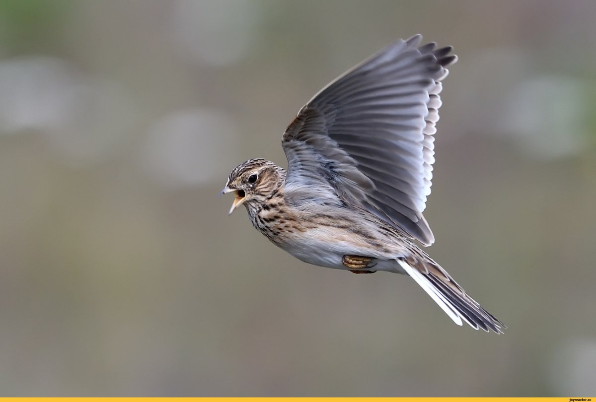 Полевой Жаворонок в полете