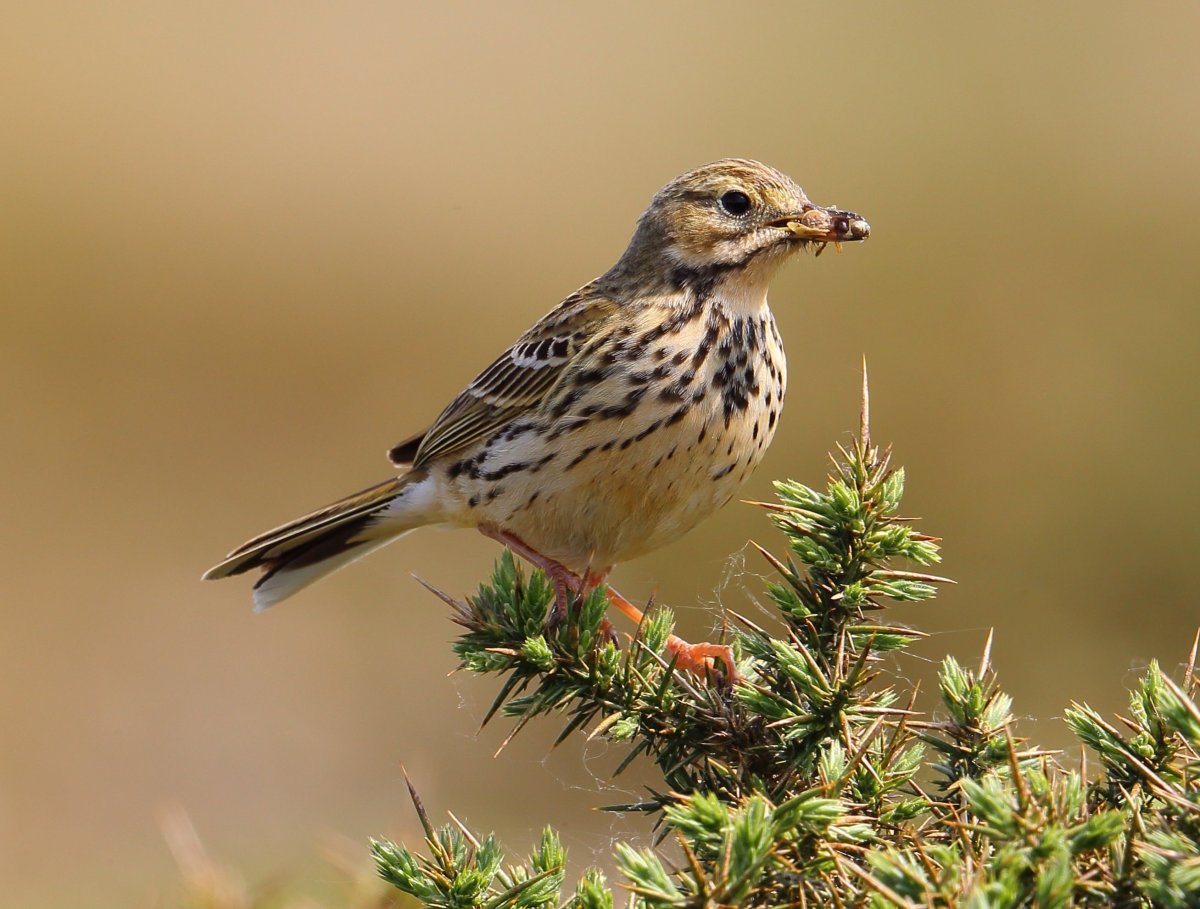 Луговой конек (Anthus pratensis) 237. Краснозобый конек