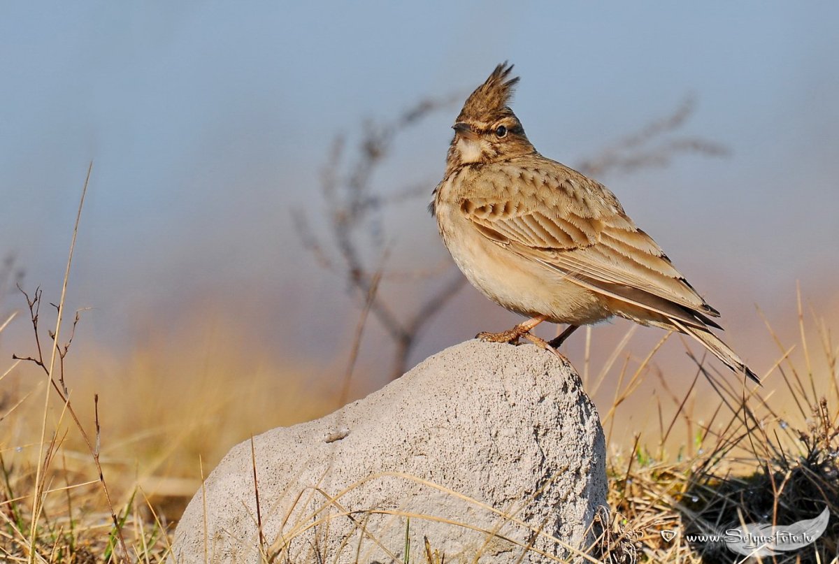 Жаворонок самец
