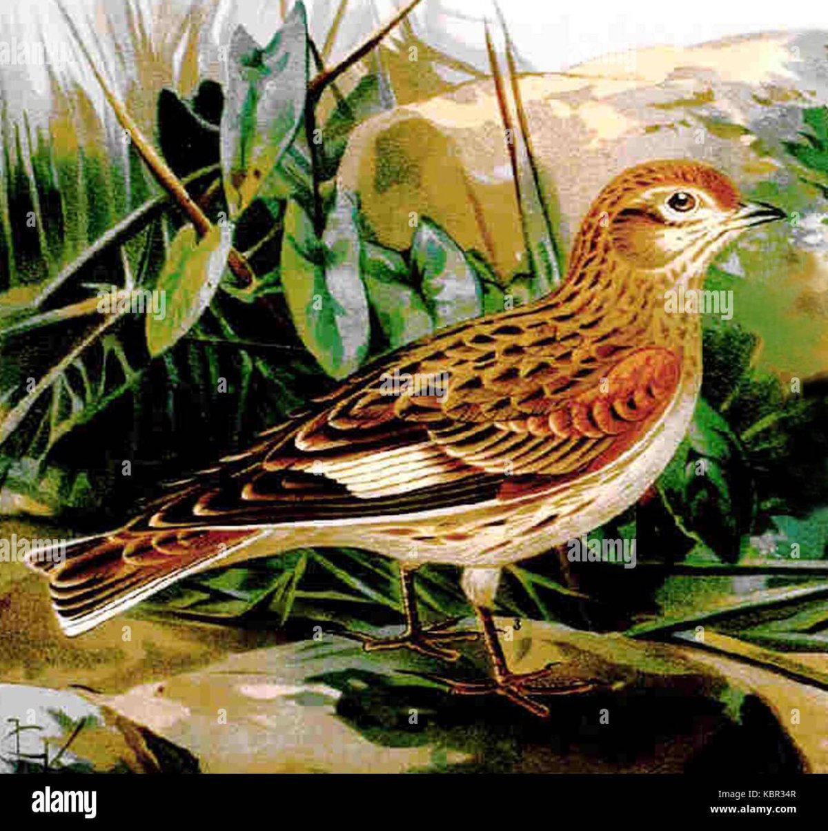 Жаворонок картина