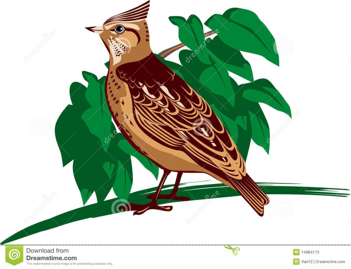 Жаворонок клипарт