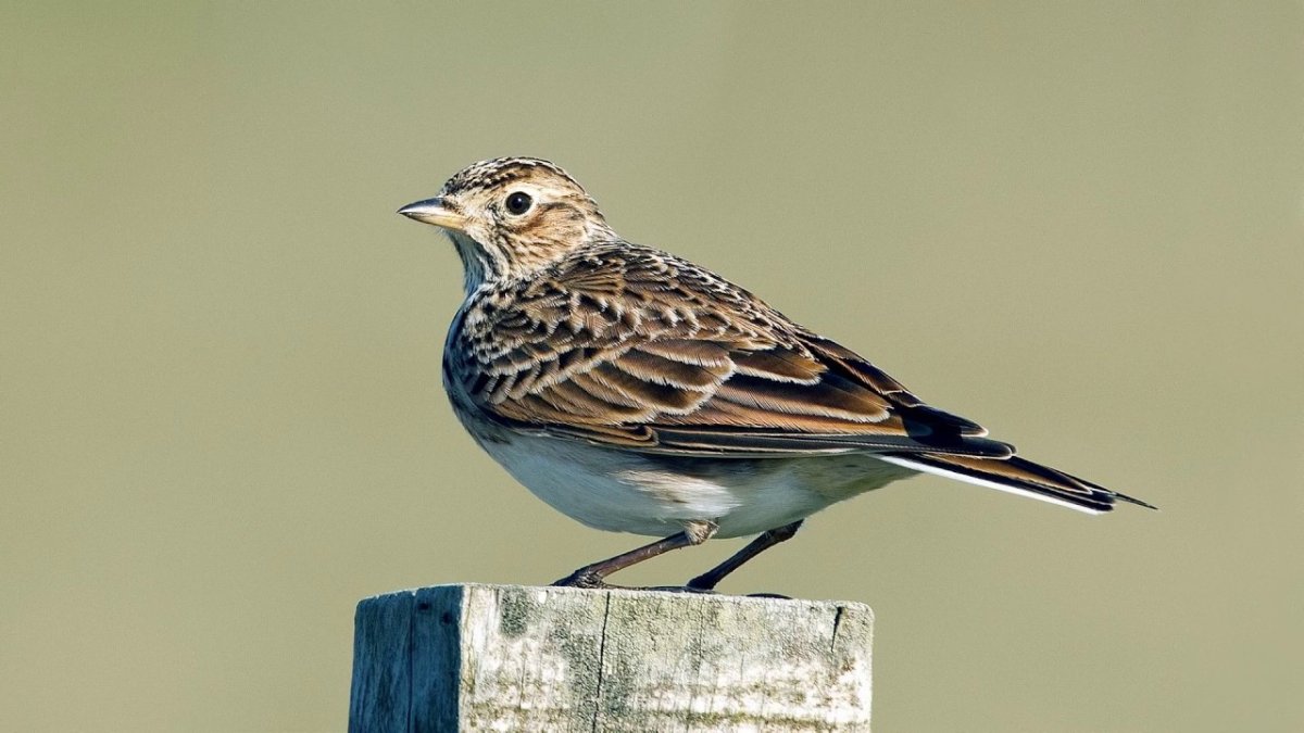 Полевой Жаворонок голос