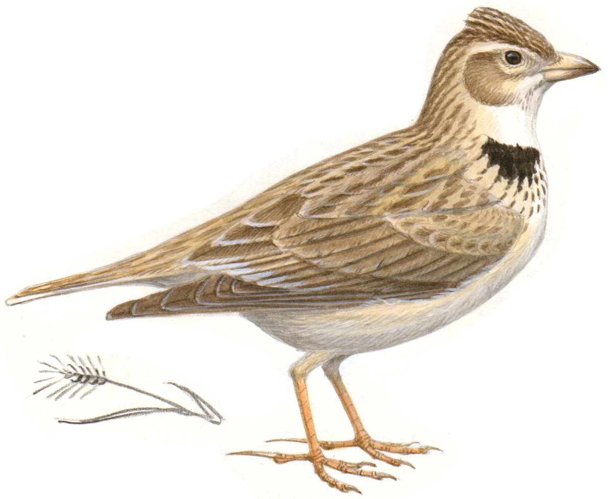 Жаворонок на белом фоне