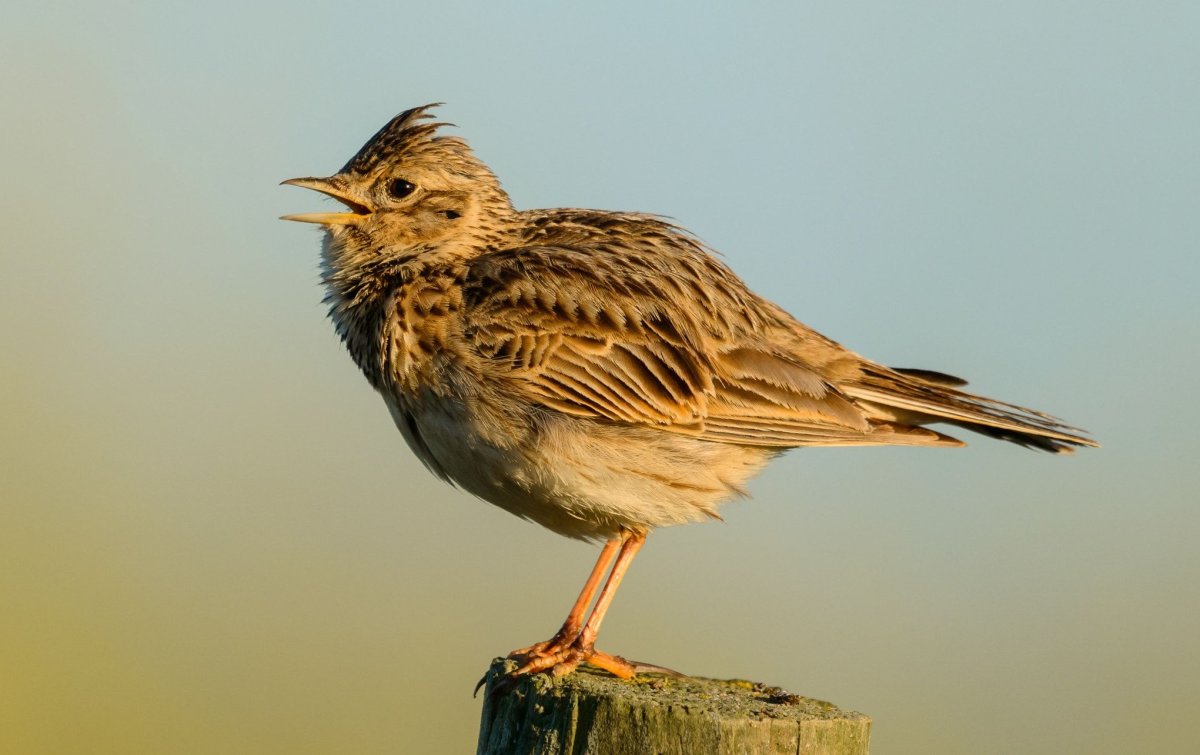 Полевой Жаворонок