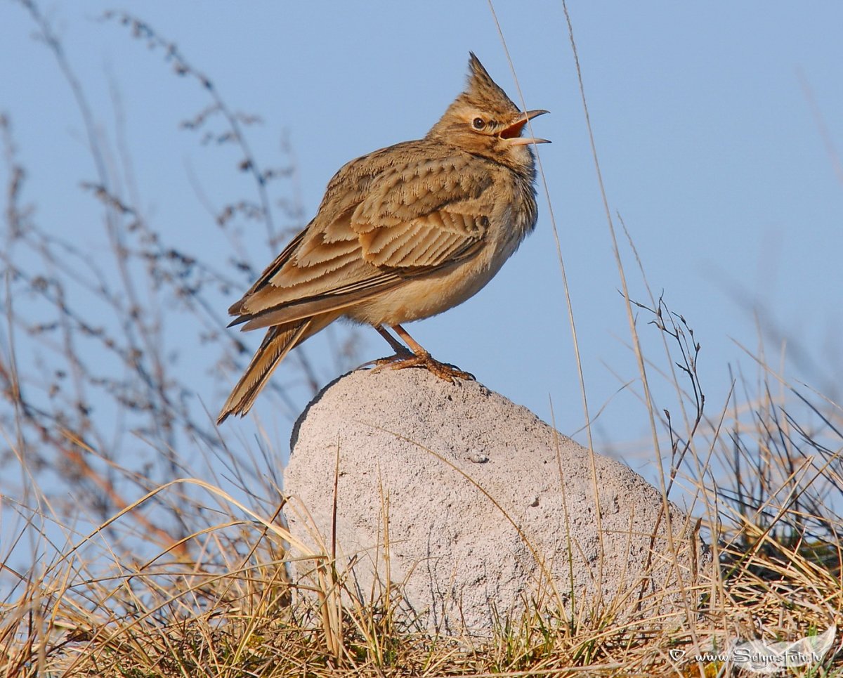 Полевой Жаворонок Перелетная