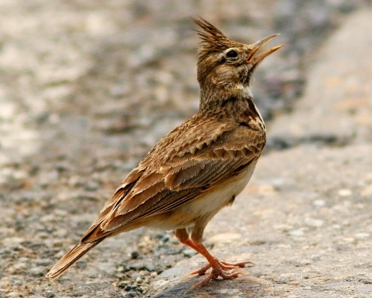 Хохлатый Жаворонок Перелетная