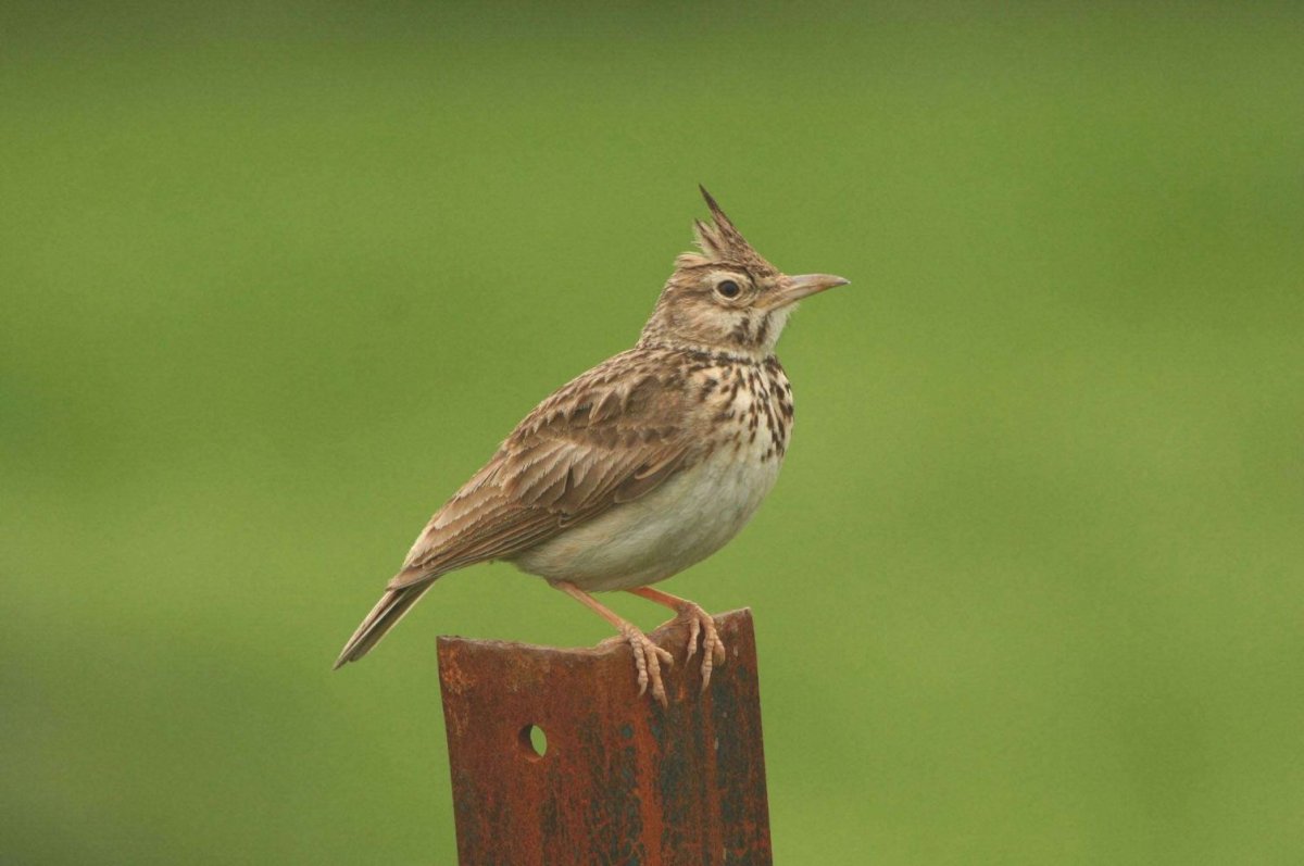 Жаворонок птица