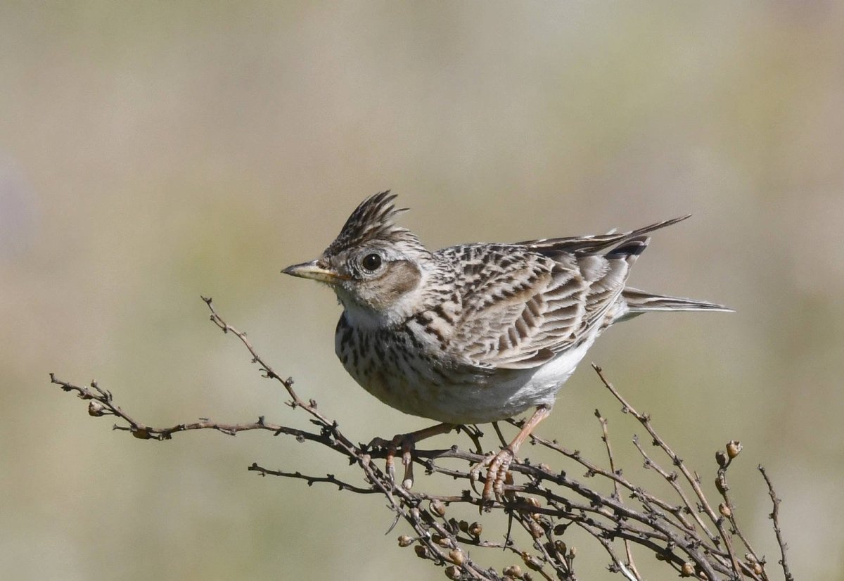 Хохлатый Жаворонок Перелетная