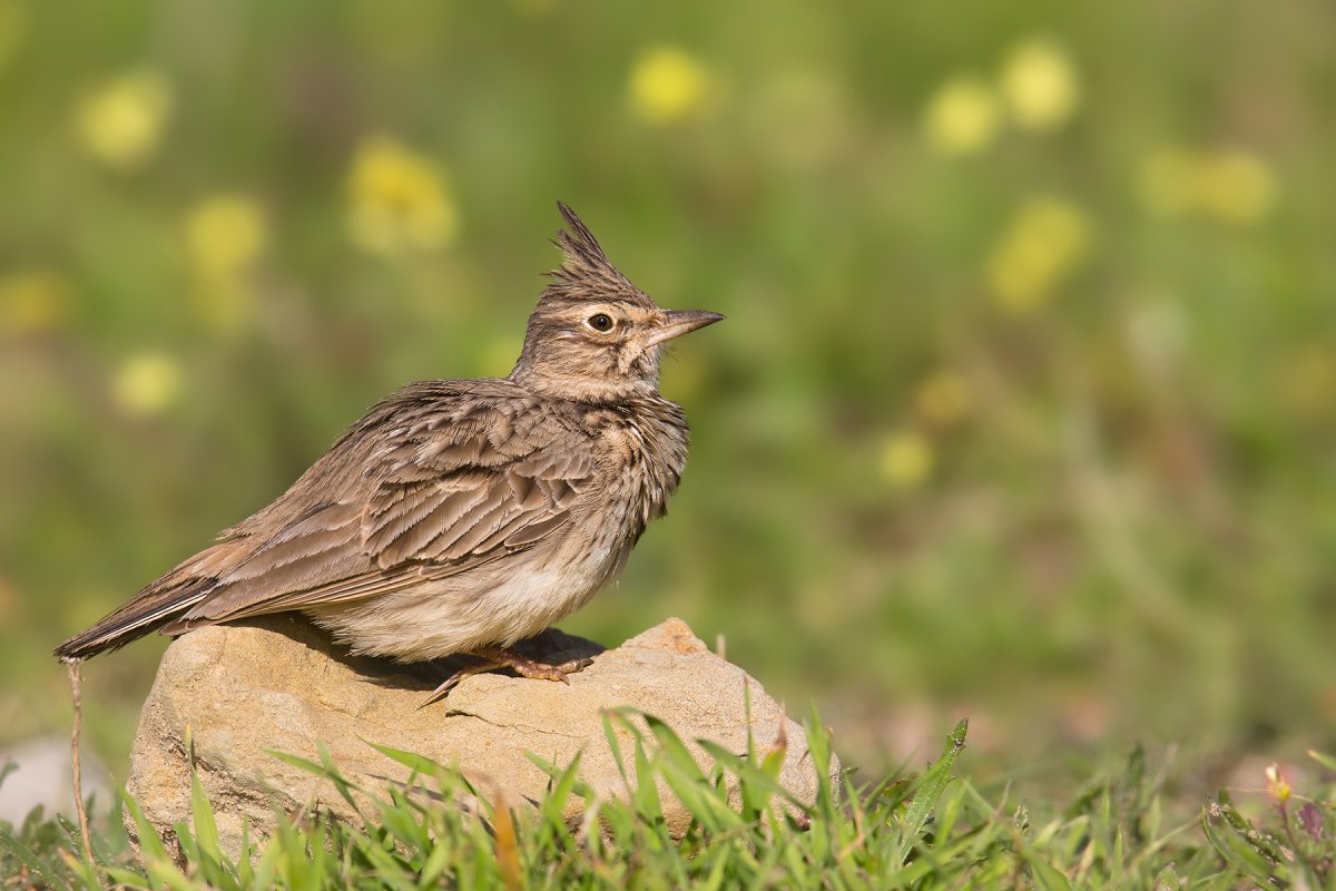 Хохлатый Жаворонок