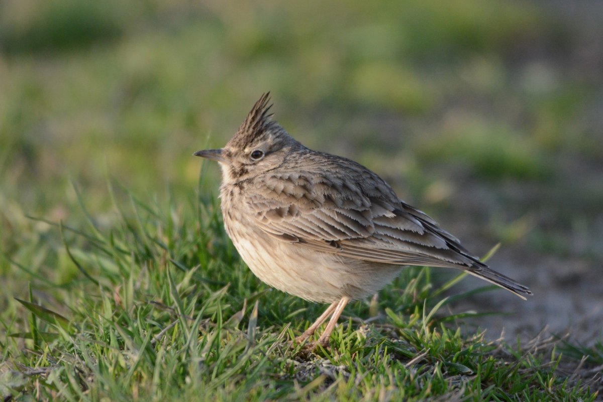 Полевой Жаворонок