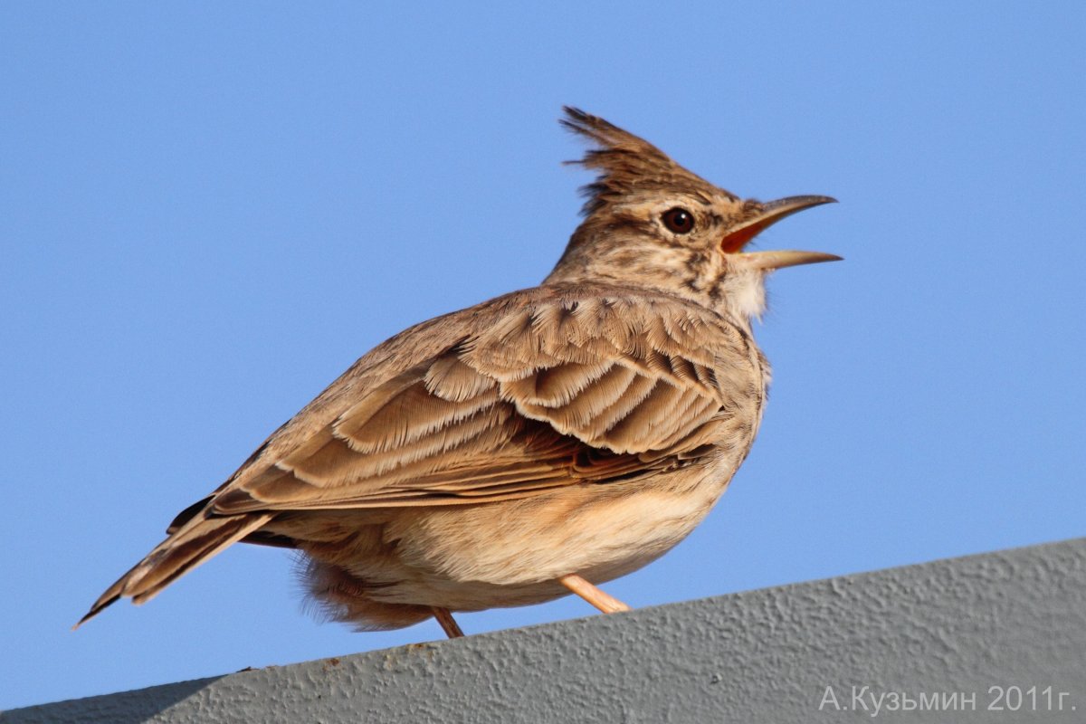 Полевой Степной хохлатый Жаворонок