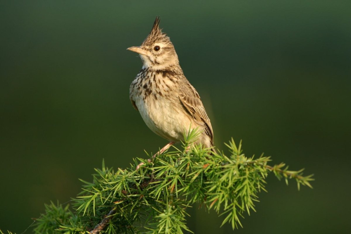 Малый вьюрковый Жаворонок