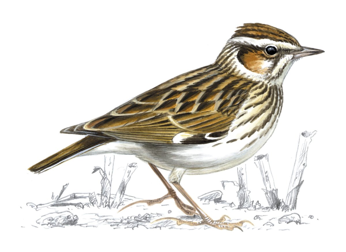 Жаворонок рисунок