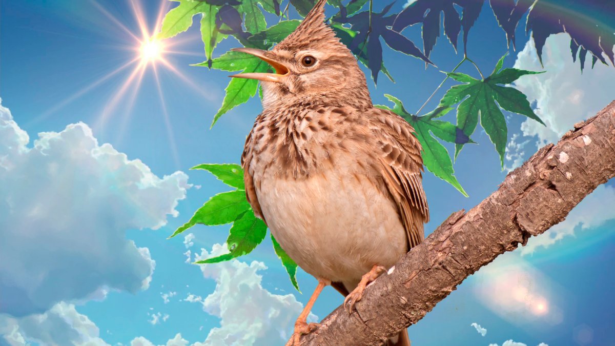 Жаворонок птица пение