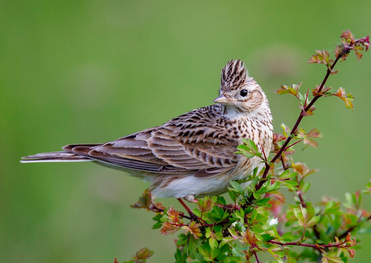 Хохлатый Жаворонок Перелетная