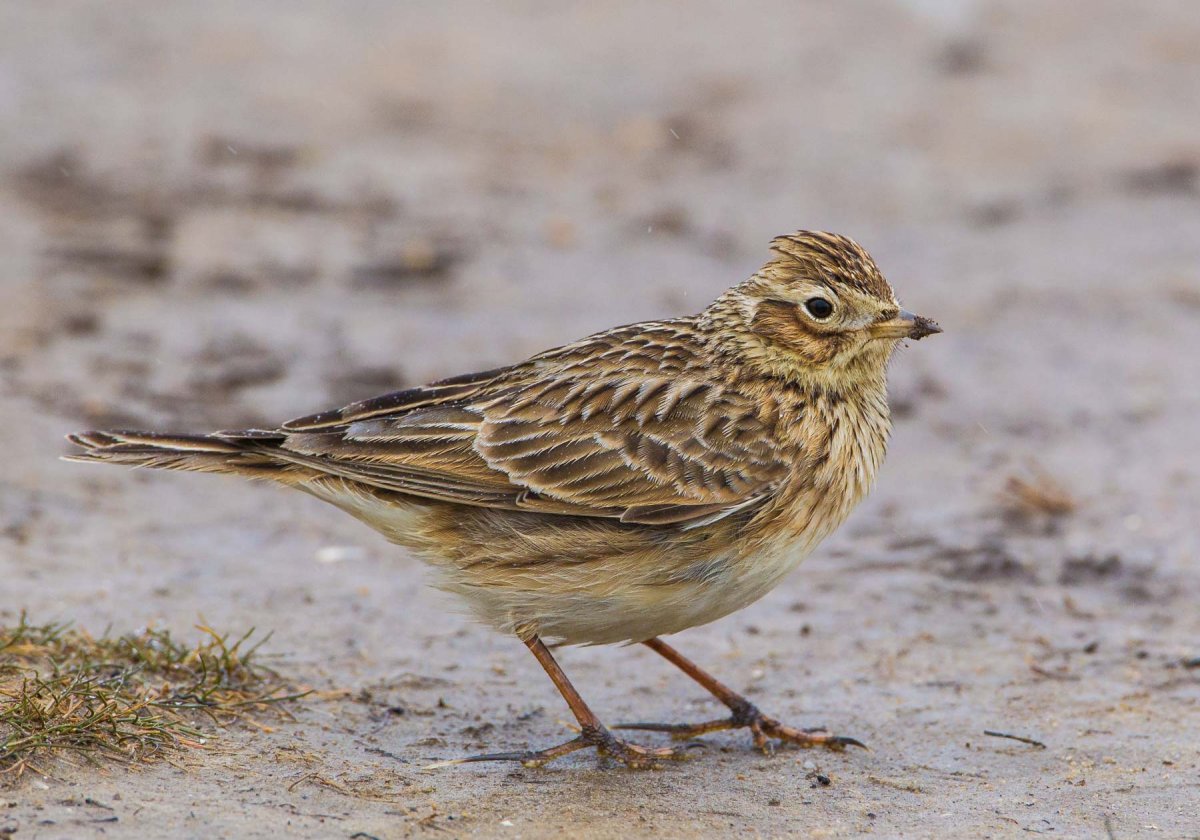 Обыкновенный полевой Жаворонок
