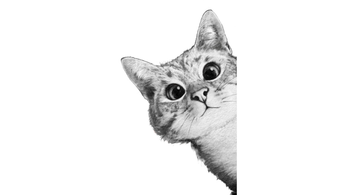 Постер выглядывающий кот