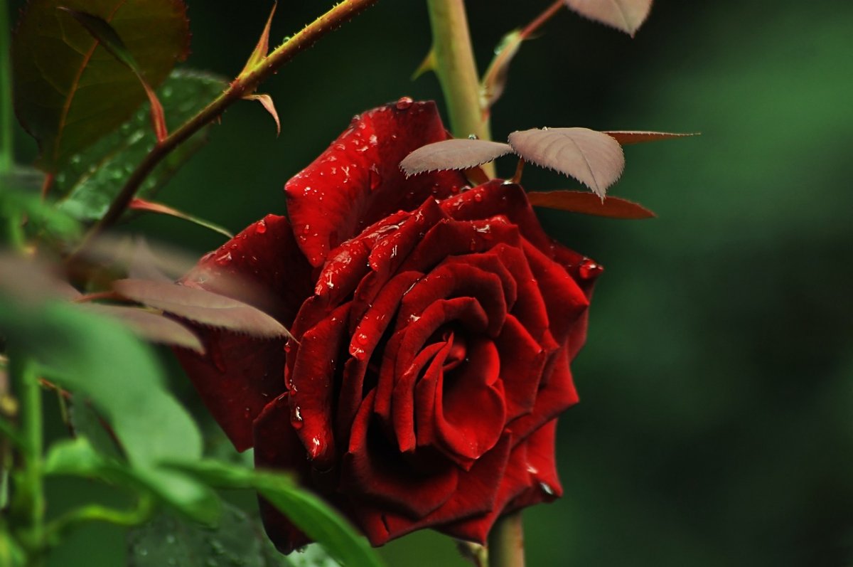 Роза с шипами