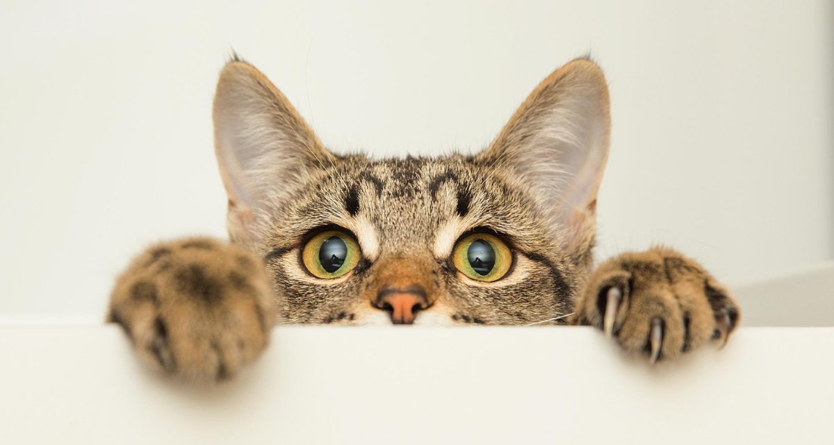 Кот выглядывает