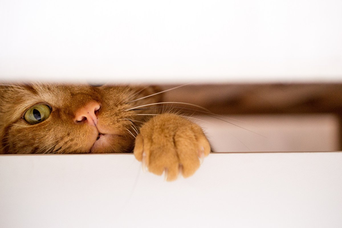 Рыжий кот выглядывает