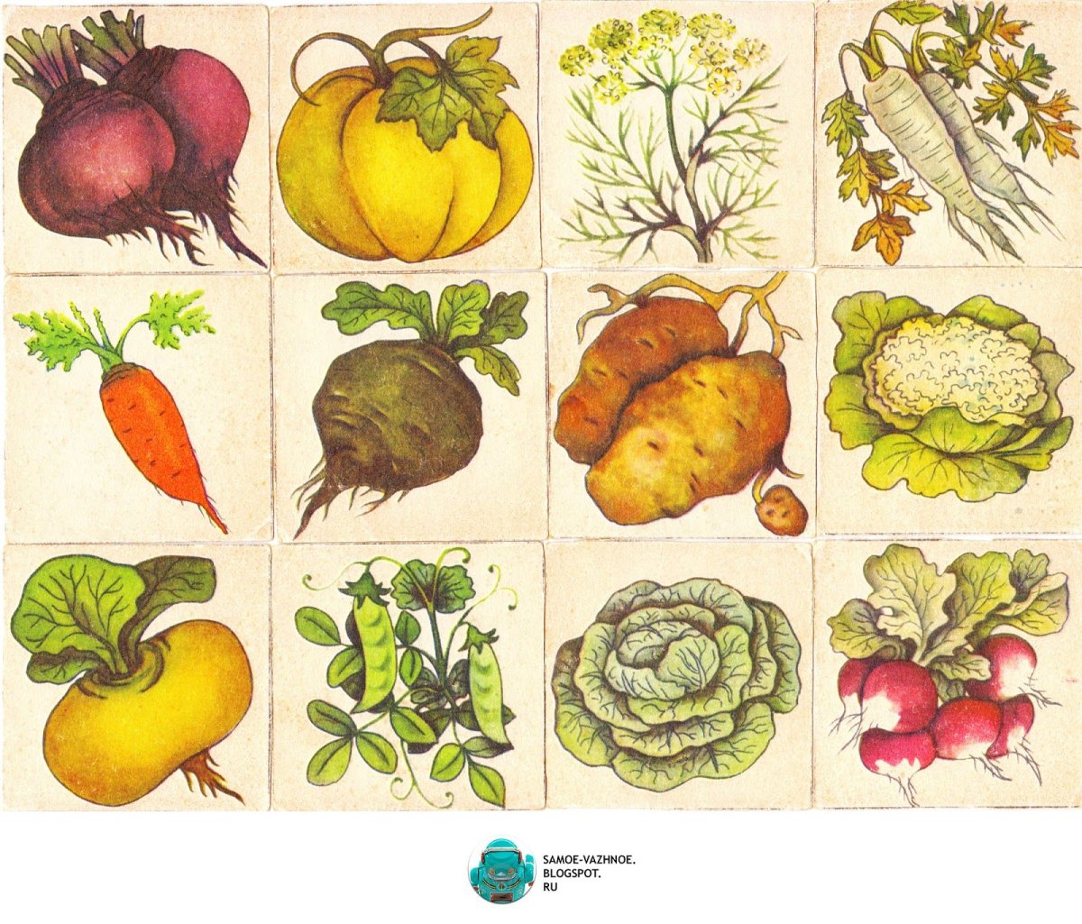 Детские карточки овощи