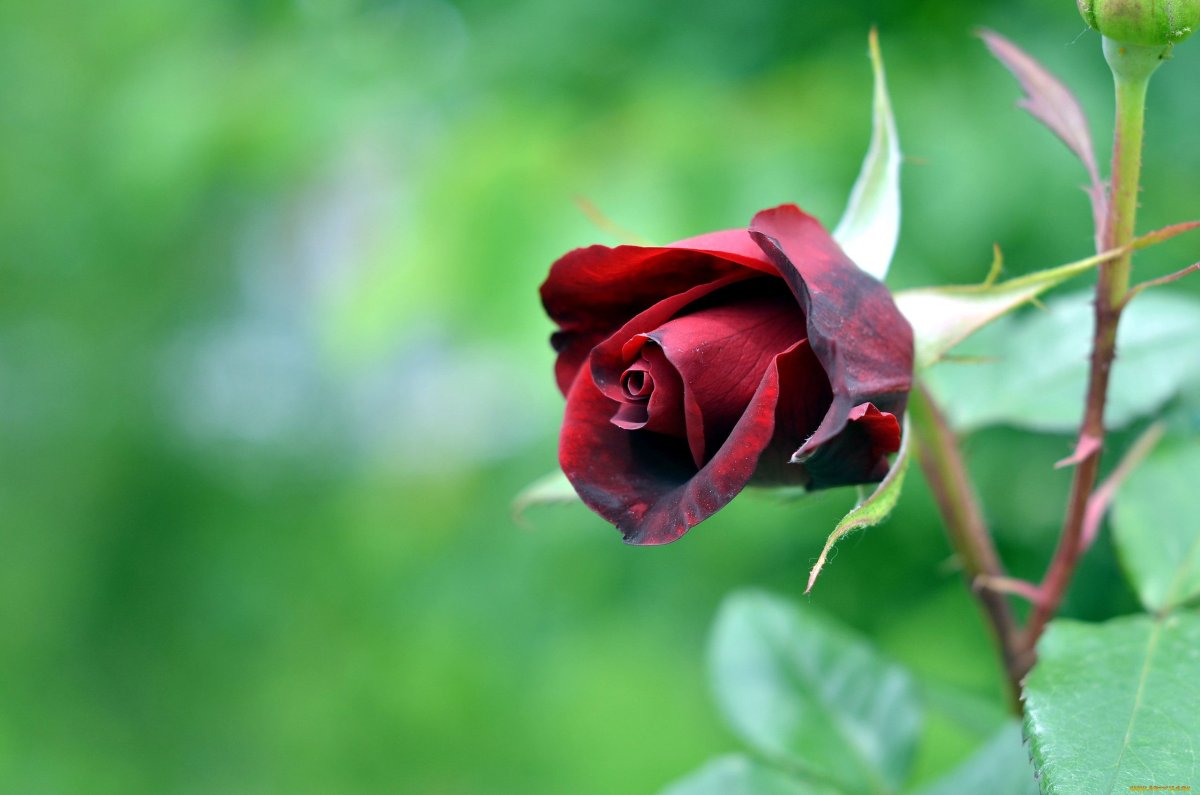 Бордовая роза с шипами