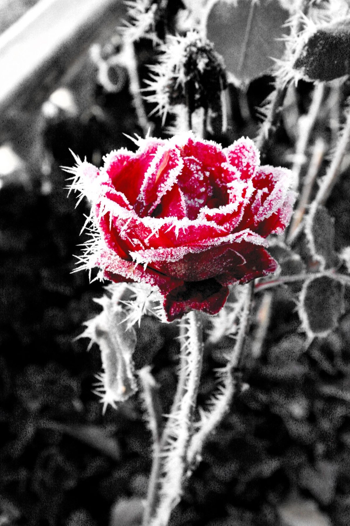 Роза бордовая