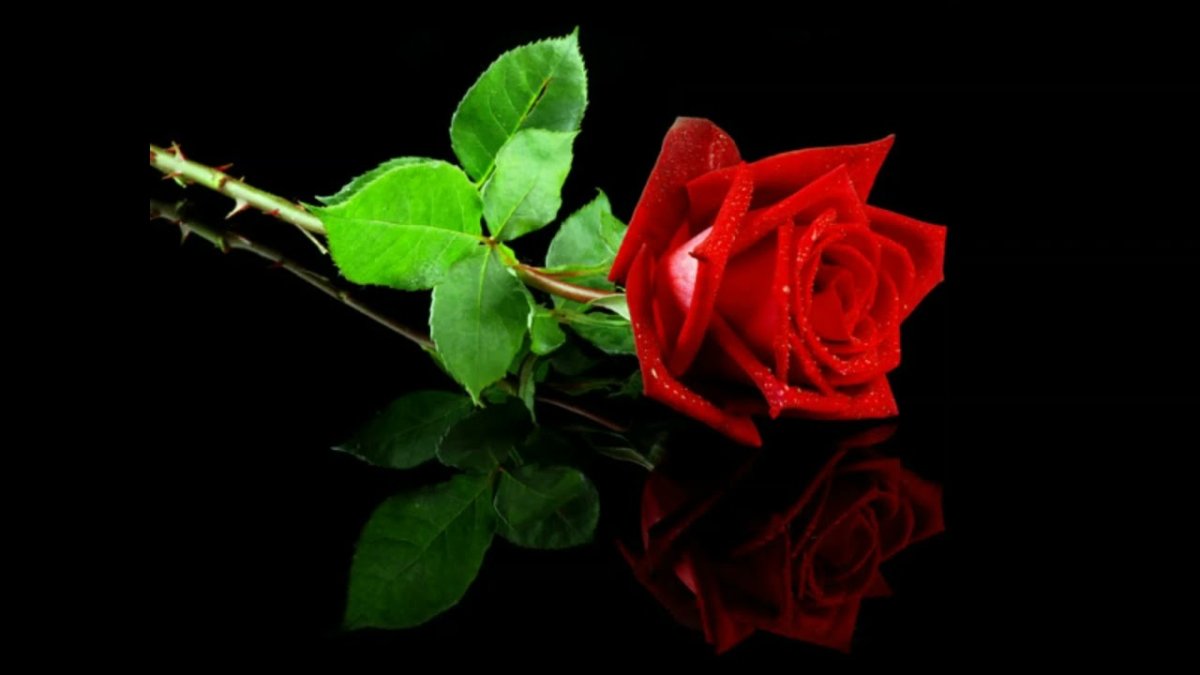 Красивая роза с шипами