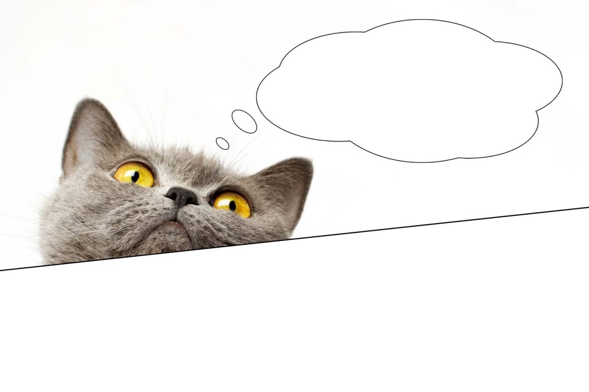 Кот выглядывает из-за угла