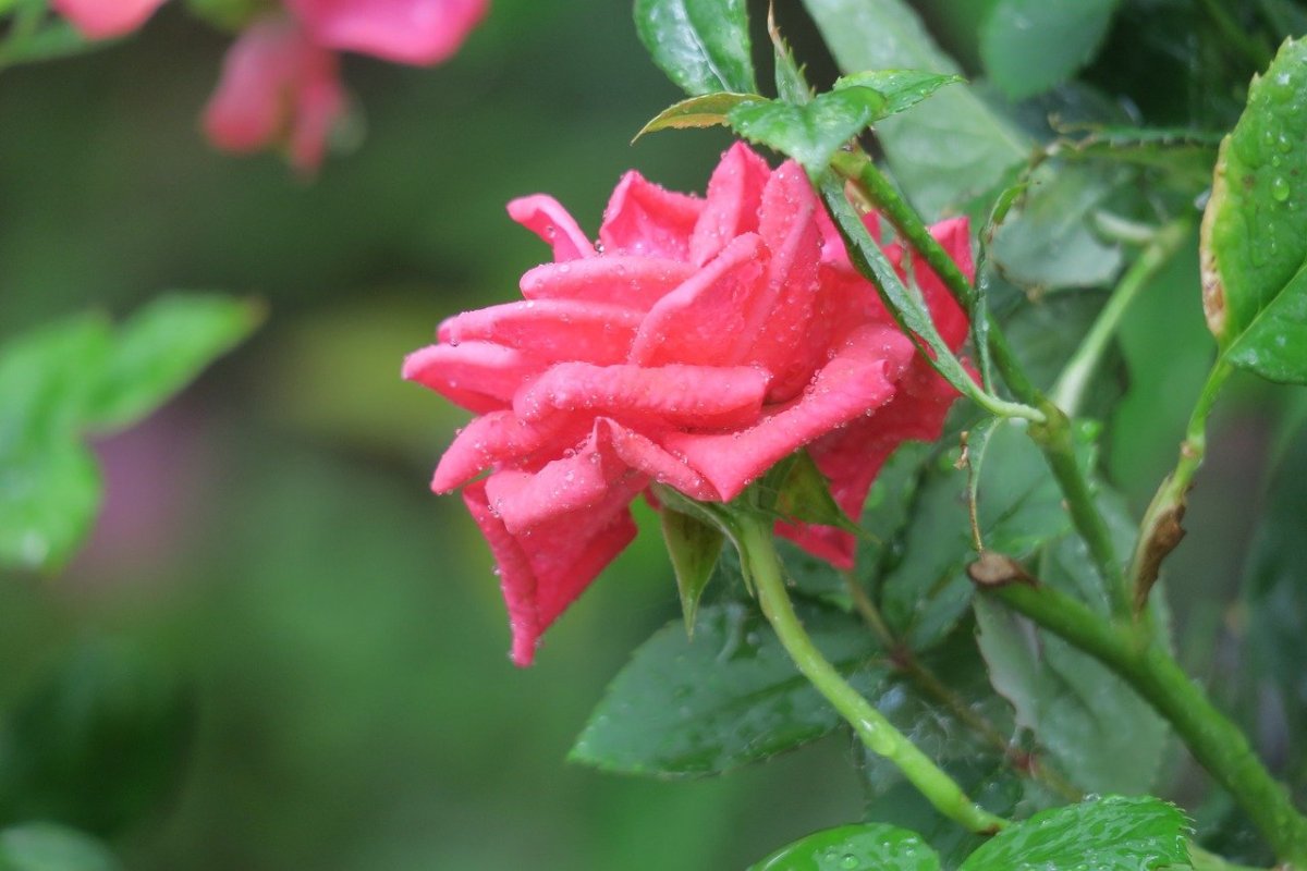 Колючки кусты роз