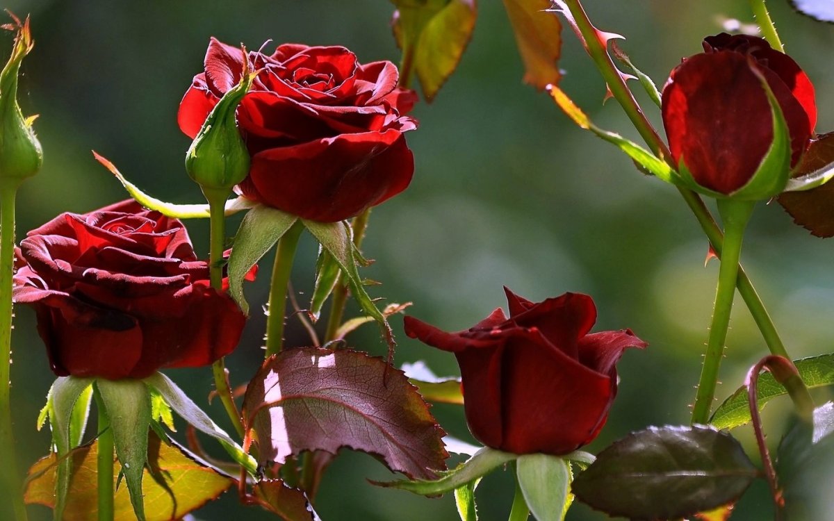 Бордовая роза с шипами