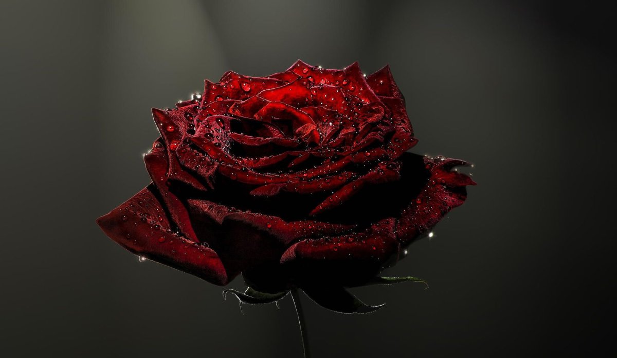 Красная роза с шипами