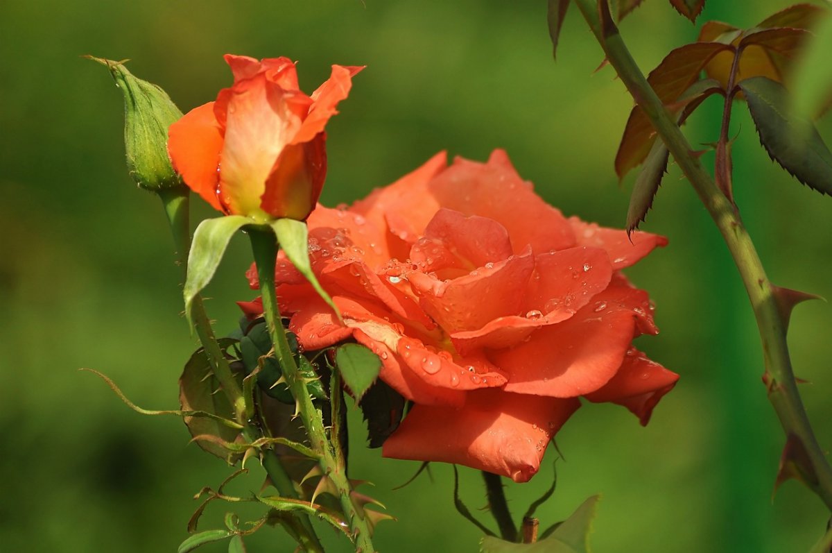 Роза бесшипная зеленая