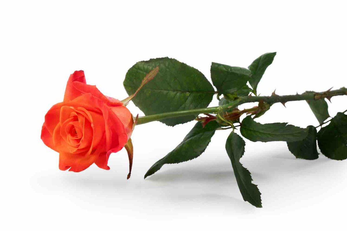 Роза на стебле с шипами