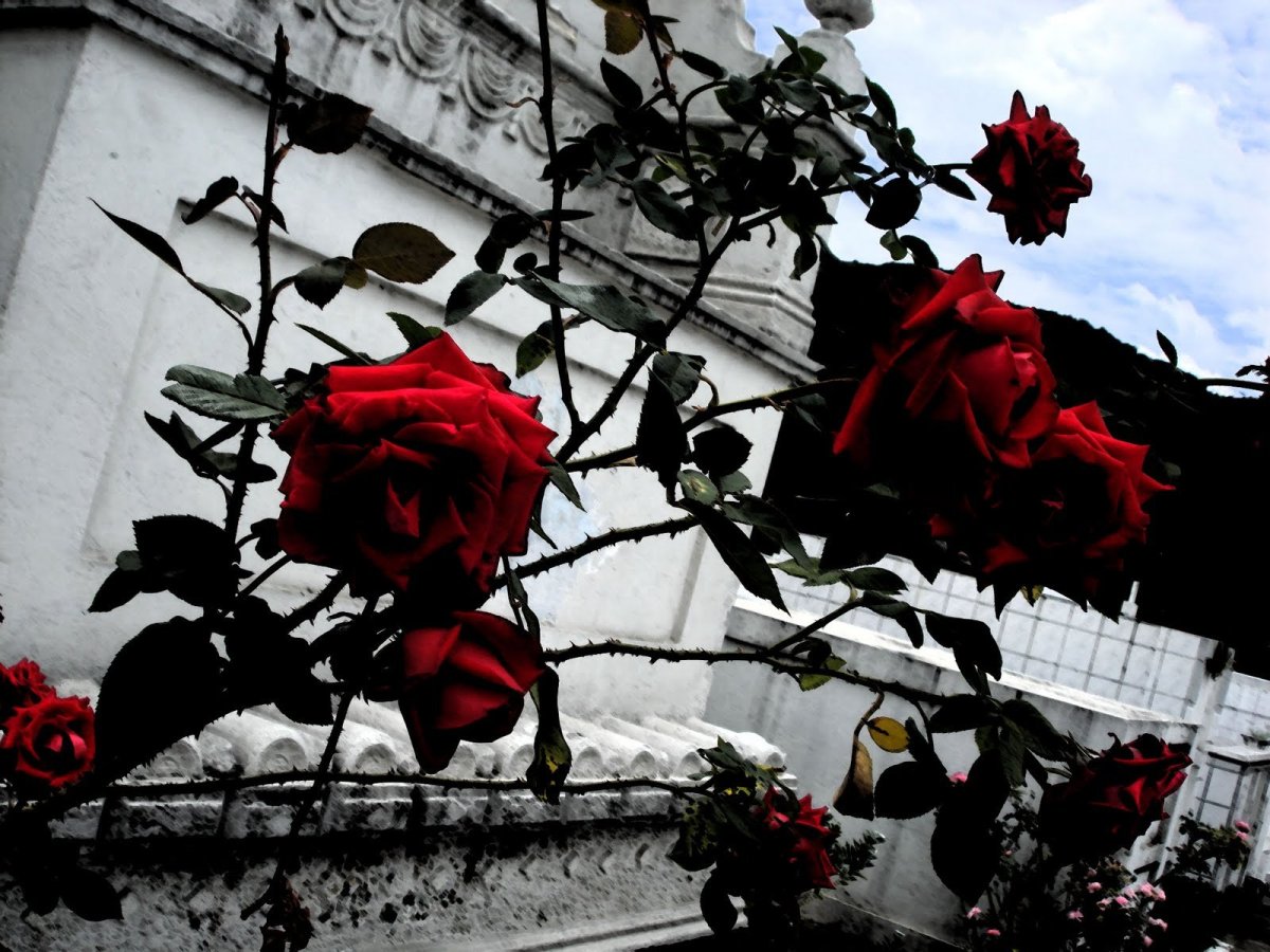 Роза с шипами