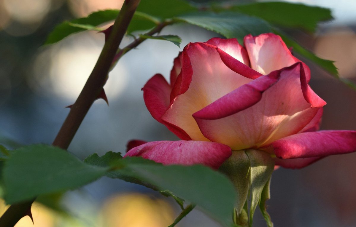 Роза Овериг