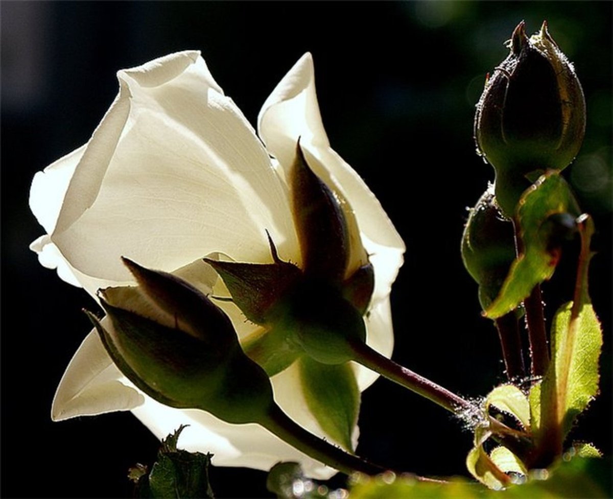 Розы на темном фоне