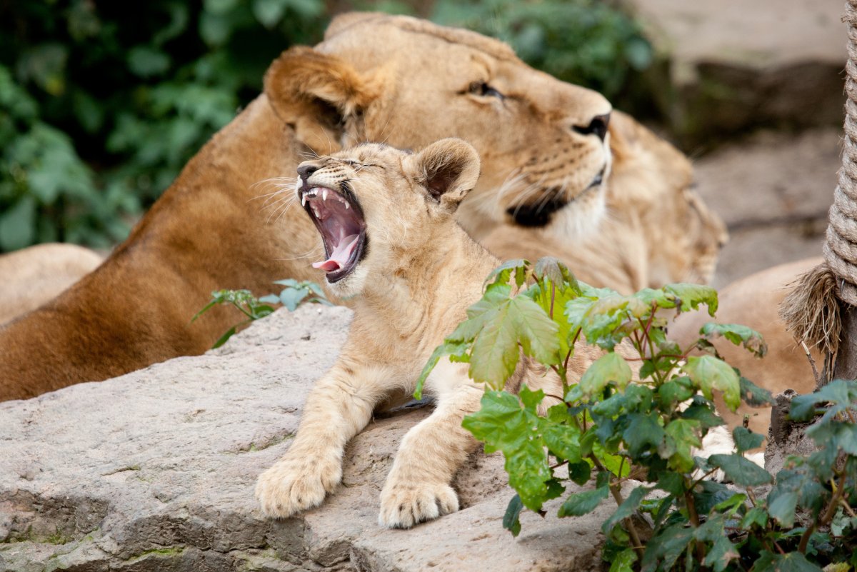 Радостная львица