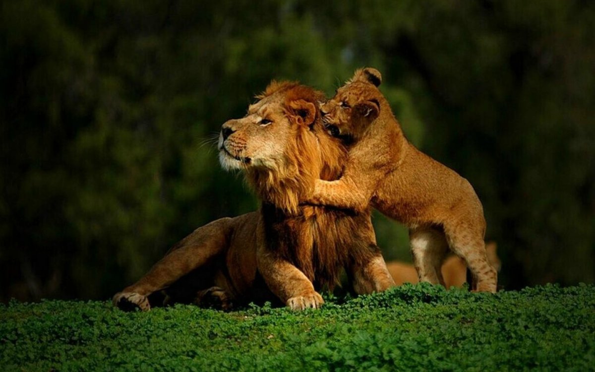 Лев и Львенок