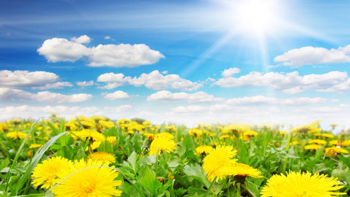 Лето солнце