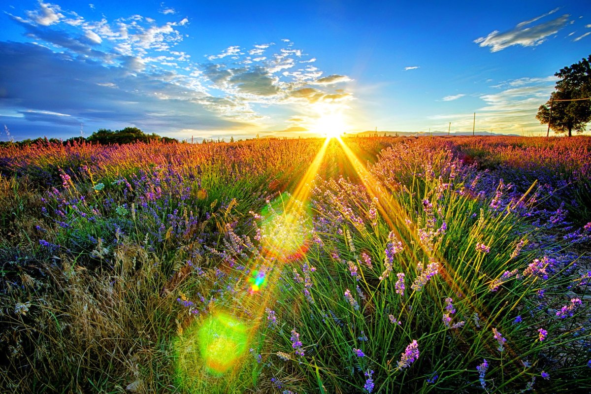 Летнее утро