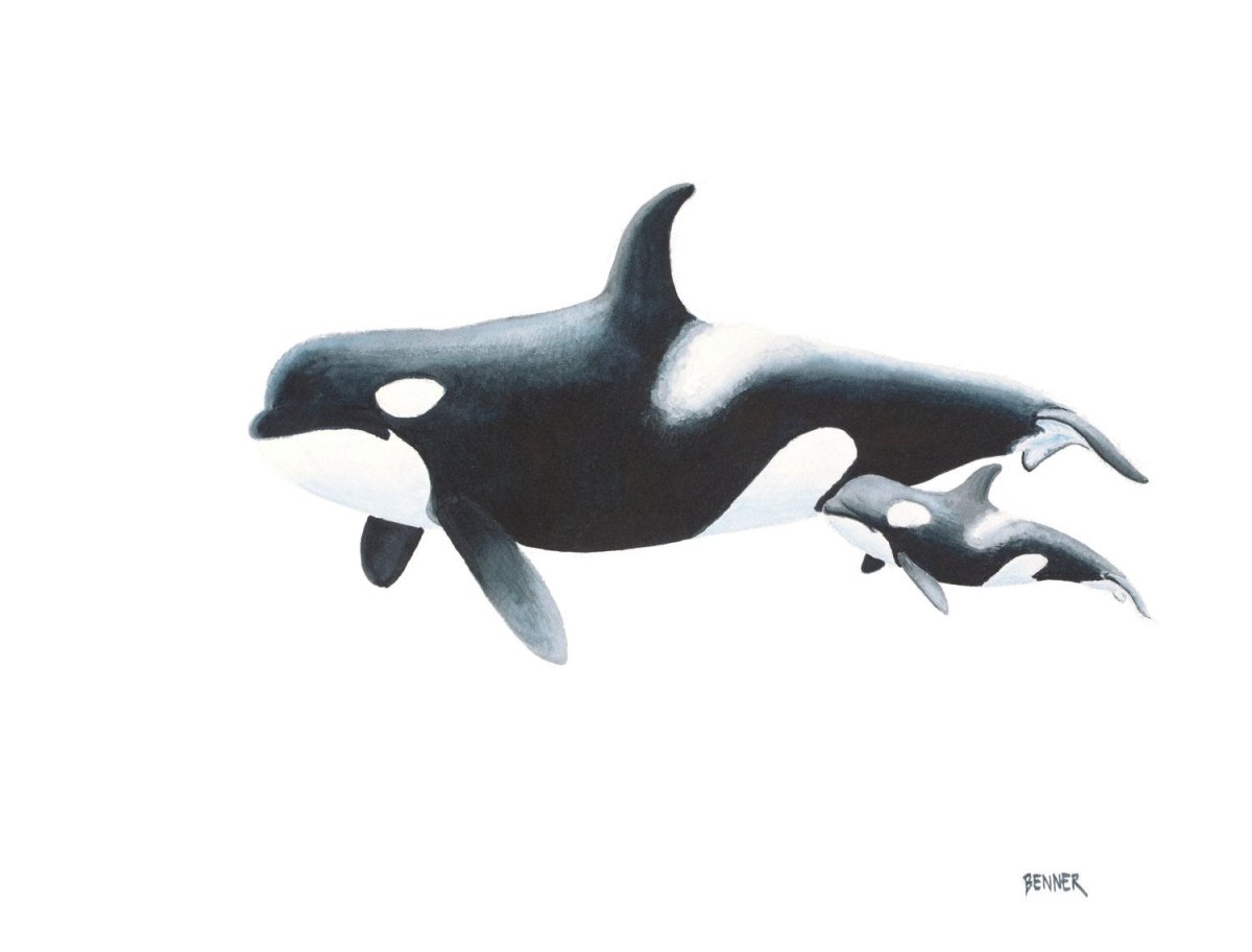 Касатка арт на белом фоне