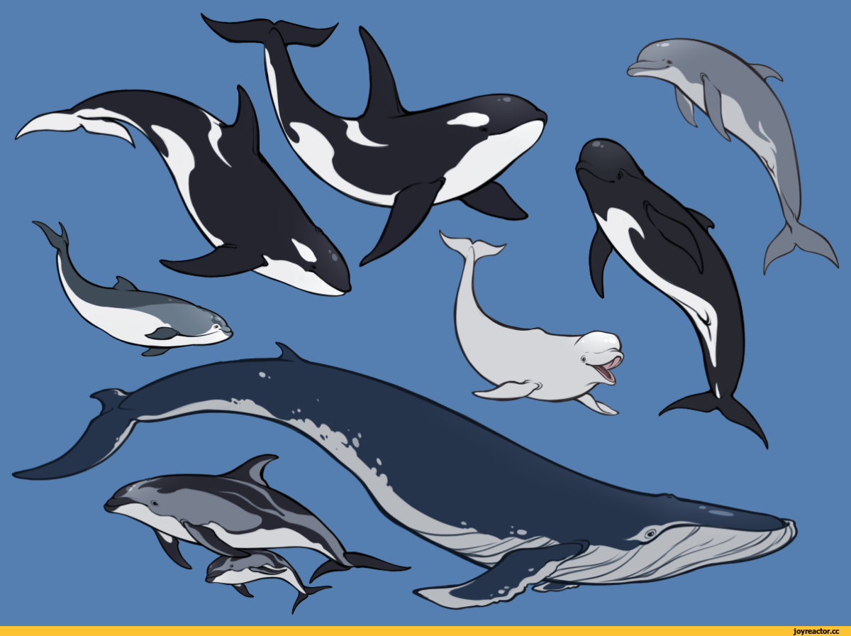 Касатка арты