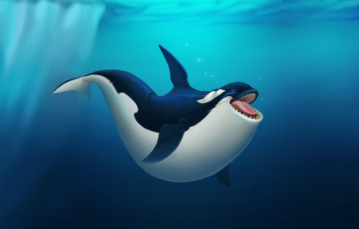 Касатка жирная