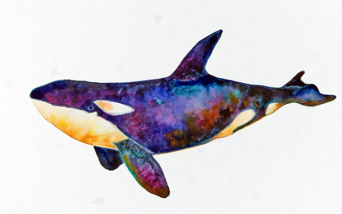 Касатка в космосе