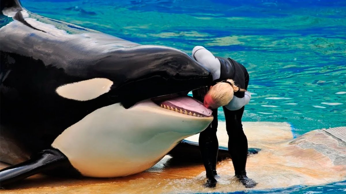 Касатка кит убийца