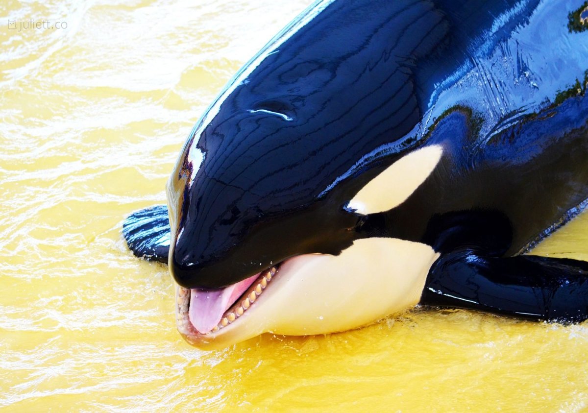 Касатка кит убийца убийца