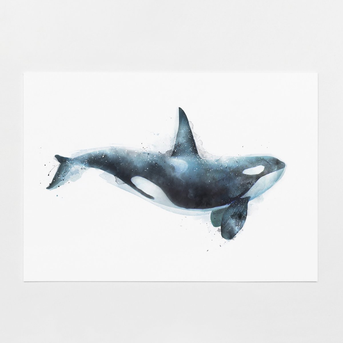 Акула Касатка акварелью